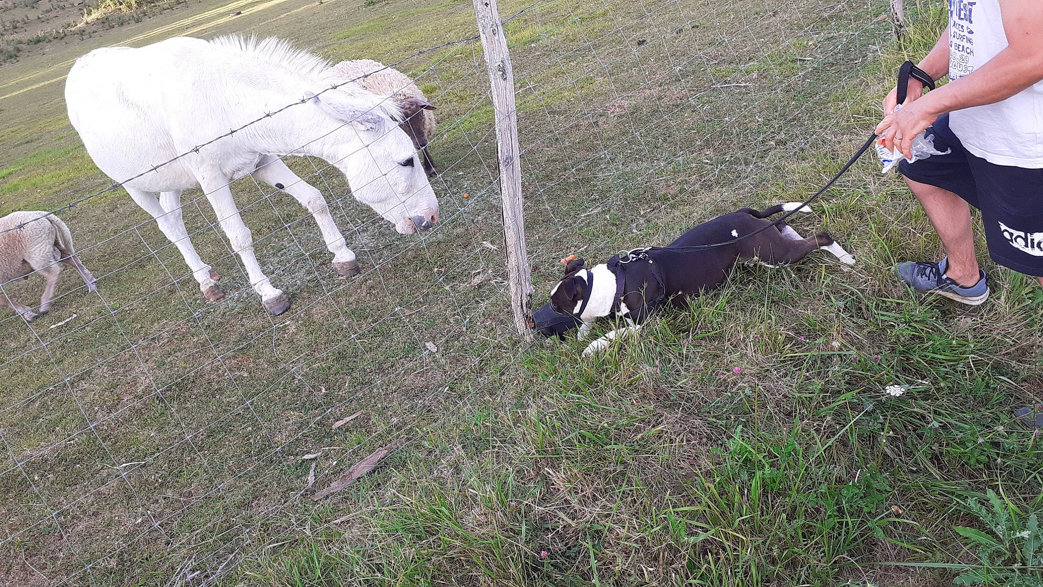 Olwen a rejoint le concours — aidez-le/la à gagner de superbes lots ! canidae, carnivore, dairy_cow, dog, dog_breed, pointer, sporting_group