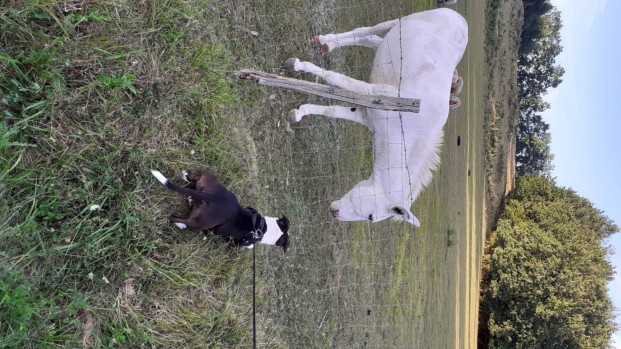 Olwen a rejoint le concours — aidez-le/la à gagner de superbes lots ! canidae, tail, tree