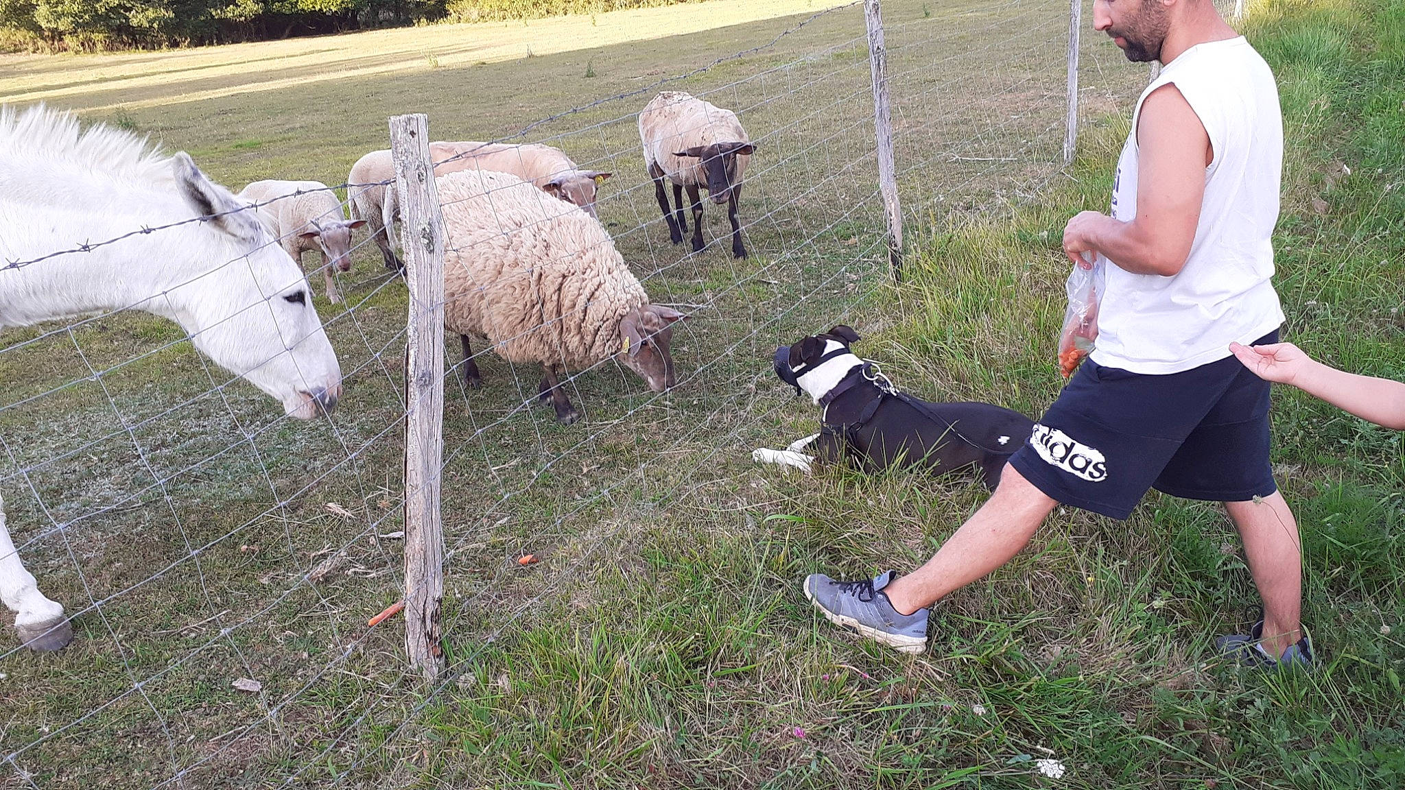 Olwen a rejoint le concours — aidez-le/la à gagner de superbes lots ! sheep