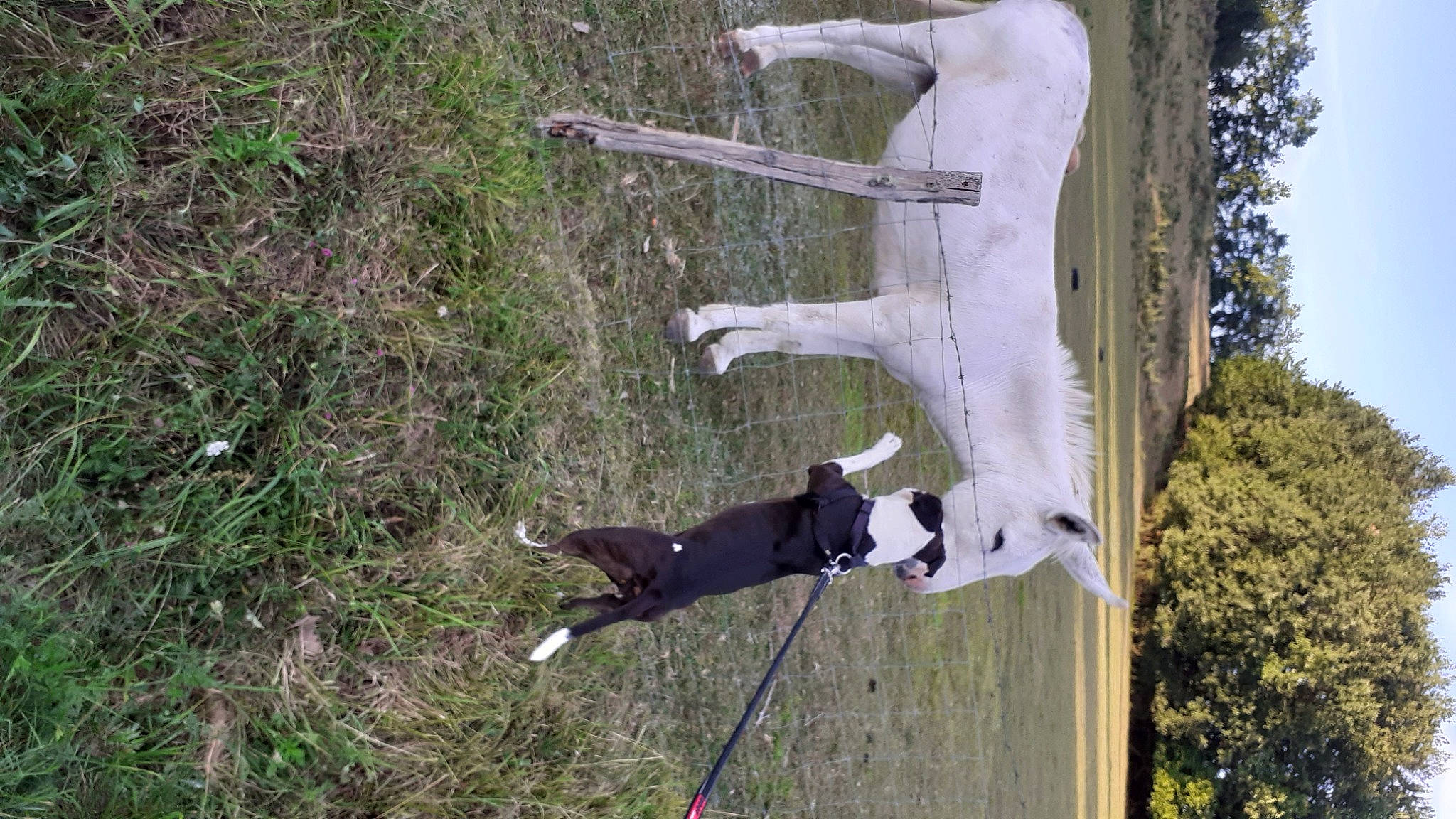 Olwen participe au concours pour gagner de l'argent avec cette photo : non_sporting_group, pointer