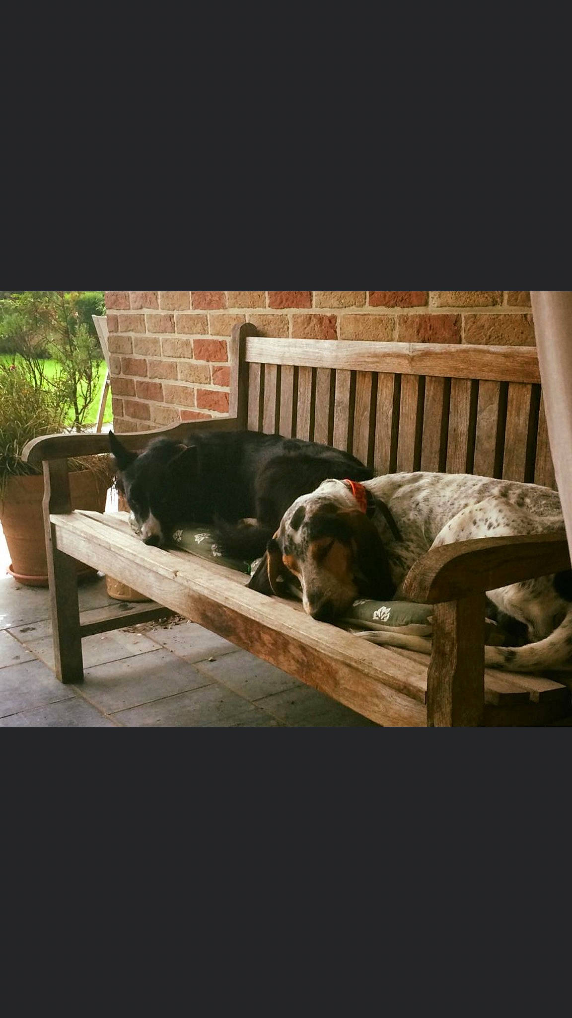 Sammy participe au concours pour gagner de l'argent avec cette photo : borador, canidae, carnivore, comfort, companion_dog, dog, dog_breed, home, liver, mammal, sporting_group, tail, working_animal, working_dog