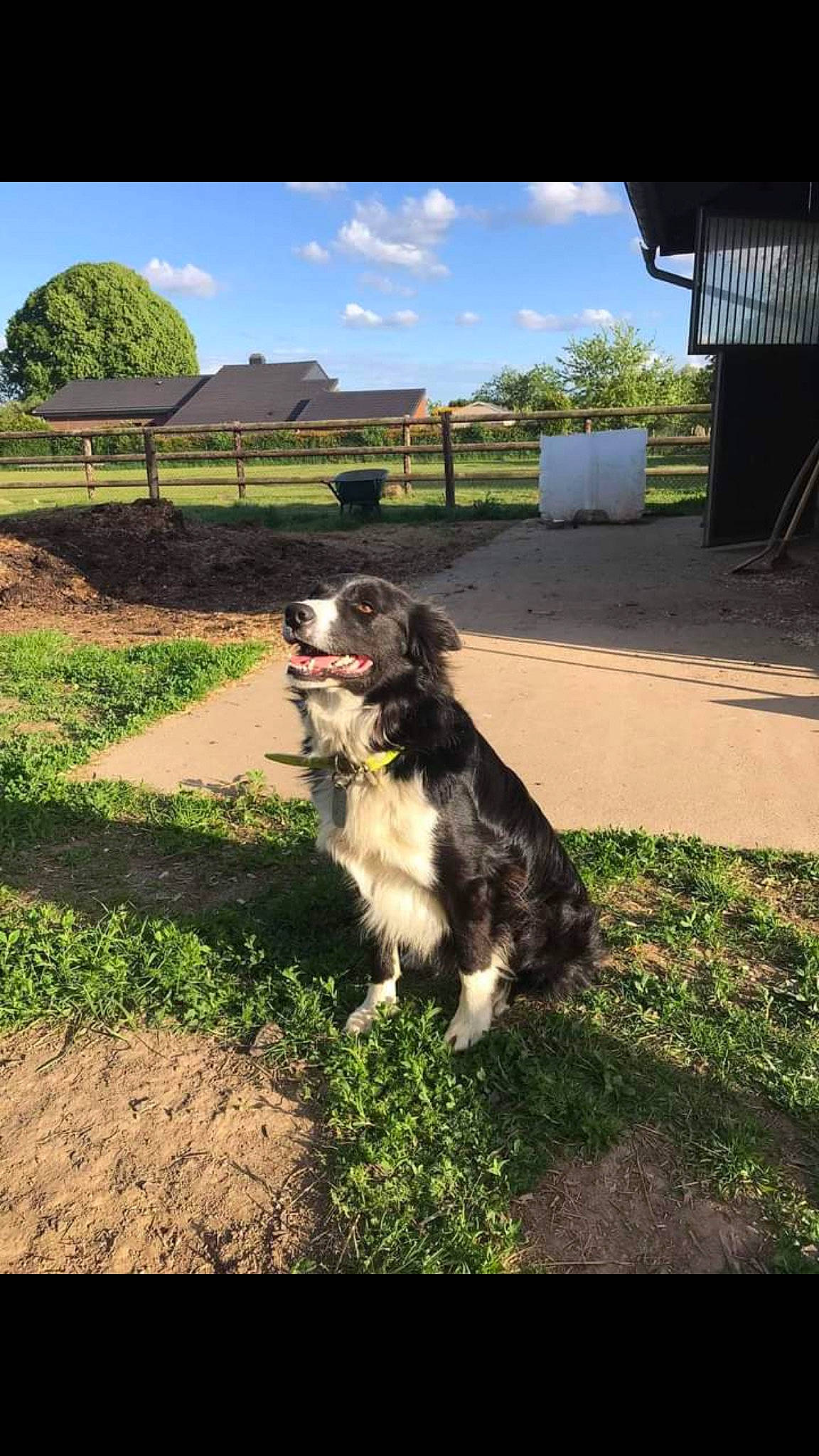Sammy participe au concours pour gagner de l'argent avec cette photo : border_collie, canidae, carnivore, cocker_spaniel, companion_dog, dog, dog_breed, fur, gun_dog, hunting_dog, large_munsterlander, shade, shadow, snout, soil, sporting_group, vertebrate, working_animal, working_dog, yard