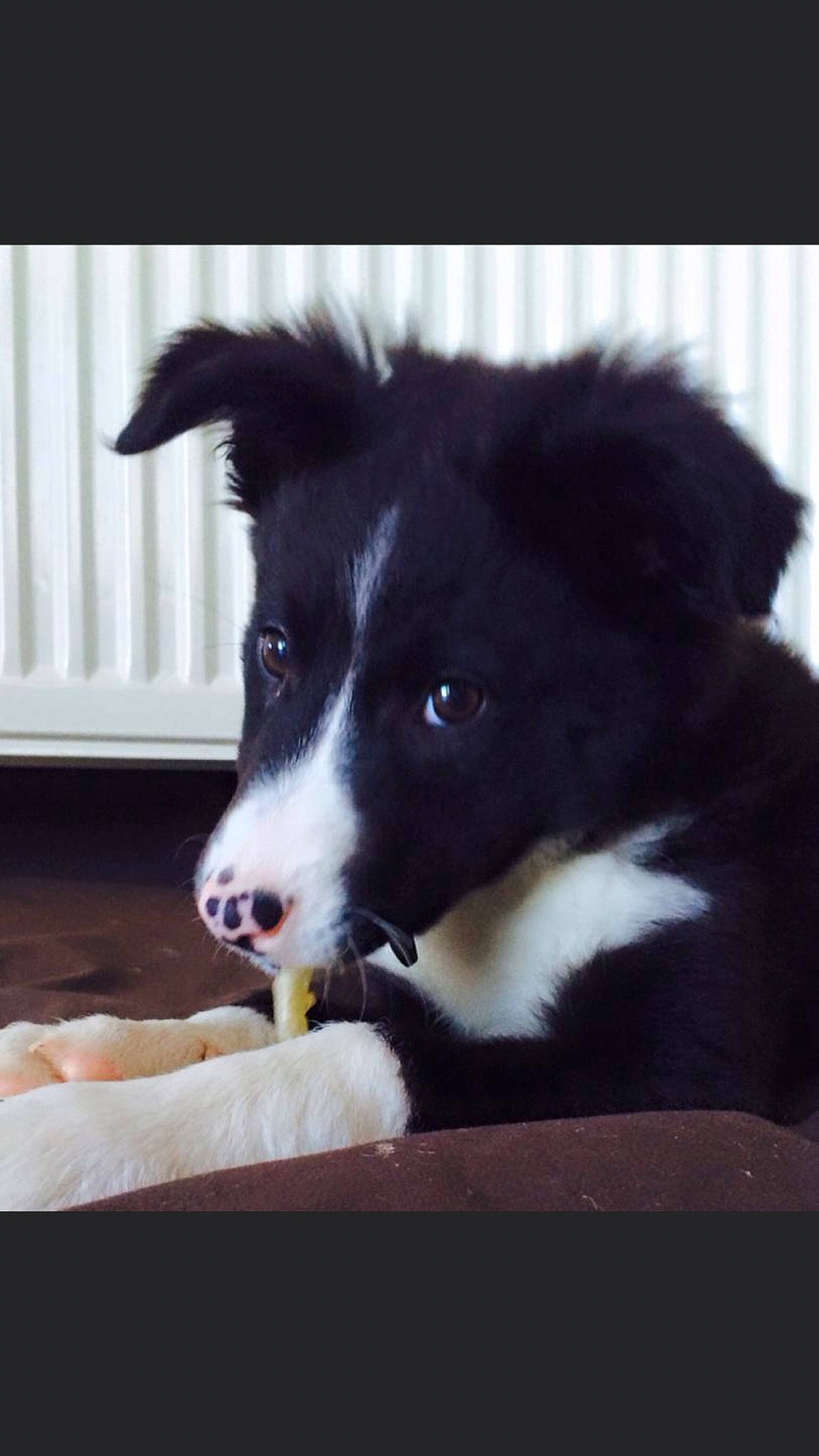 Sammy participe au concours pour gagner de l'argent avec cette photo : australian_collie, black, border_collie, canidae, carnivore, companion_dog, dog, dog_breed, fur, herding_dog, mammal, snout, sporting_group, terrestrial_animal, vertebrate, whiskers, working_animal, working_dog