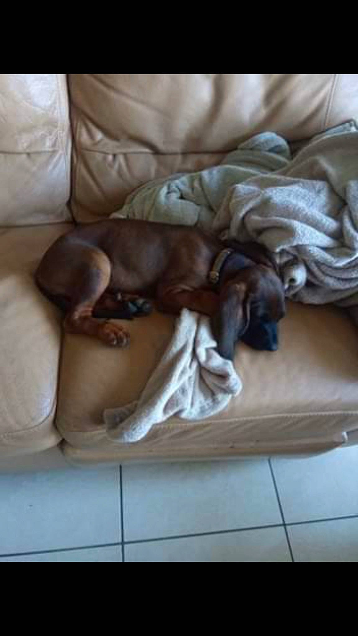 Sarah a rejoint le concours — aidez-le/la à gagner de superbes lots ! canidae, carnivore, comfort, companion_dog, dog, dog_breed, linens, liver, sleep, working_animal, working_dog