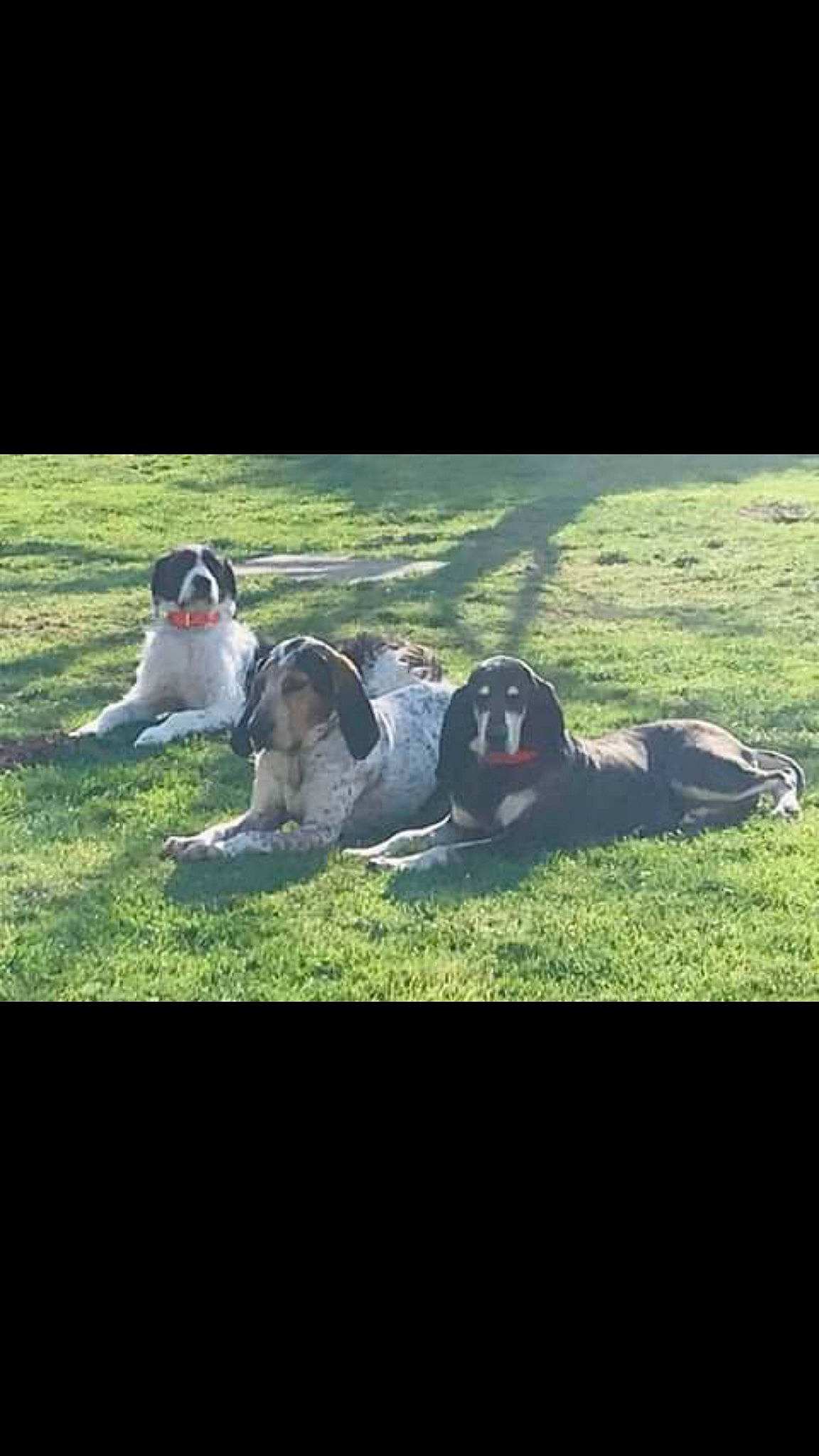 Rodolphe a rejoint le concours — aidez-le/la à gagner de superbes lots ! canidae, carnivore, companion_dog, dog, dog_breed, flightless_bird, herd, sporting_group, working_animal, working_dog