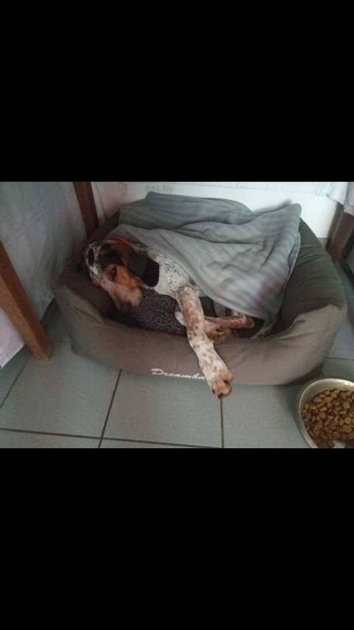 Rodolphe participe au concours pour gagner de l'argent avec cette photo : bowl, canidae, carnivore, comfort, linens, sleep