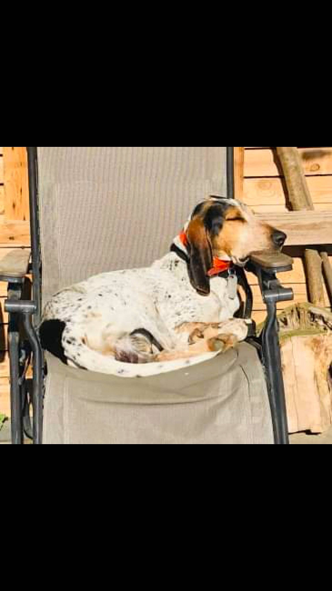 Rodolphe participe au concours pour gagner de l'argent avec cette photo : canidae, carnivore, collar, companion_dog, dog, dog_breed, dog_collar, dog_supply, english_setter, hound, linens, mammal, pet_supply, pointing_breed, sighthound, snout, sporting_group, working_animal, working_dog