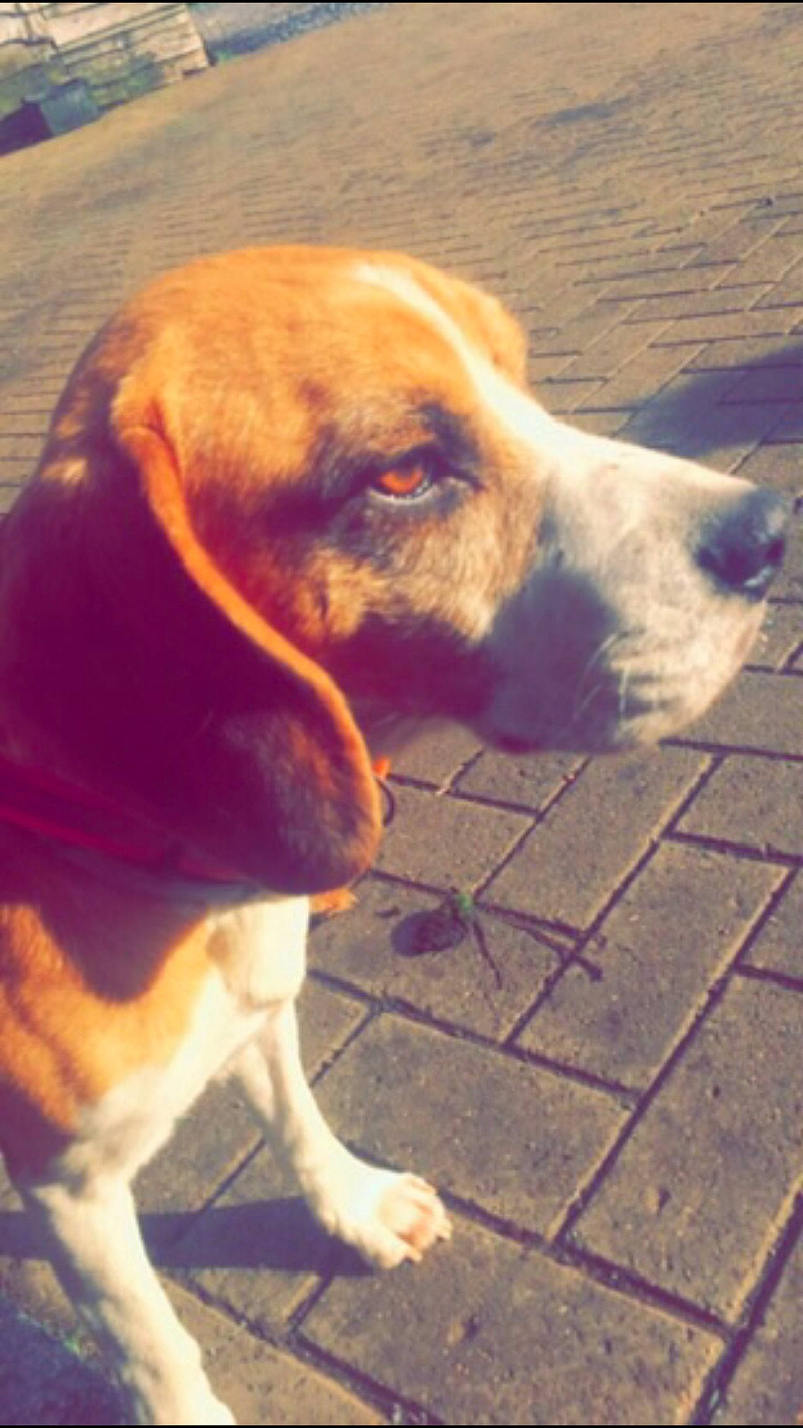 Cookie participe au concours pour gagner de l'argent avec cette photo : canidae, carnivore, collar, companion_dog, dog, dog_breed, fawn, hound, hunting_dog, scent_hound, snout, sporting_group, tail, vertebrate, working_animal, working_dog