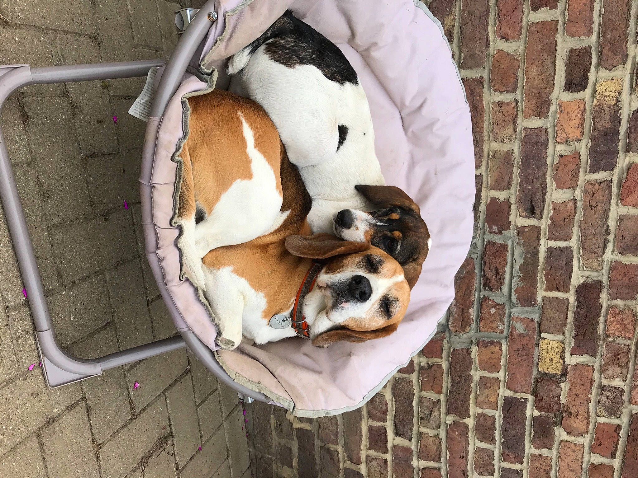 Cookie participe au concours pour gagner de l'argent avec cette photo : brick, brickwork, building_material, canidae, carnivore, companion_dog, dog, dog_breed, dog_supply, fawn, liver, pet_supply, snout, sporting_group, terrestrial_animal, vertebrate, working_animal, working_dog