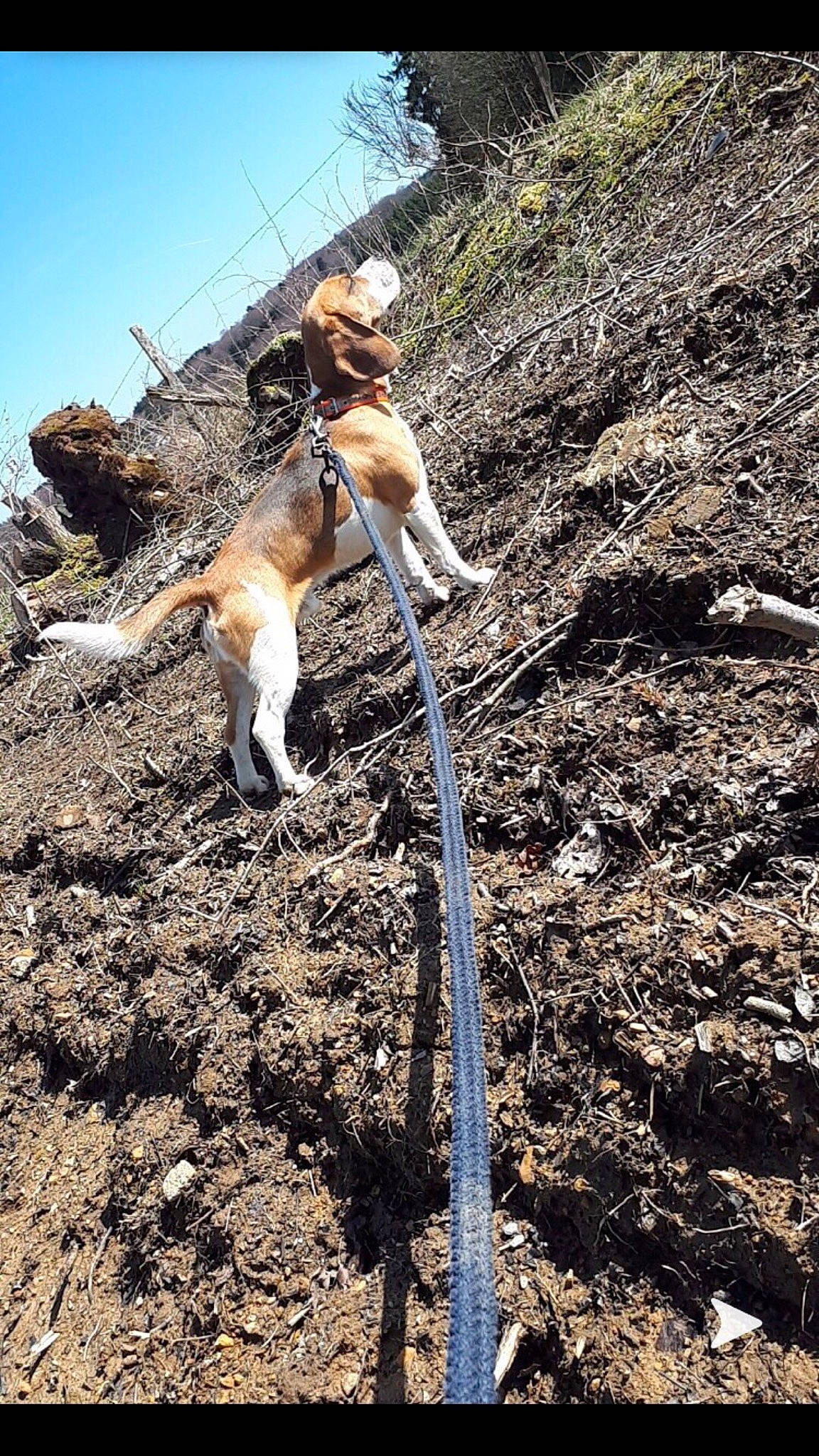 Cookie a rejoint le concours — aidez-le/la à gagner de superbes lots ! canidae, carnivore, collar, companion_dog, dog, dog_breed, fawn, fur, leash, soil, sporting_group, tail, working_animal, working_dog