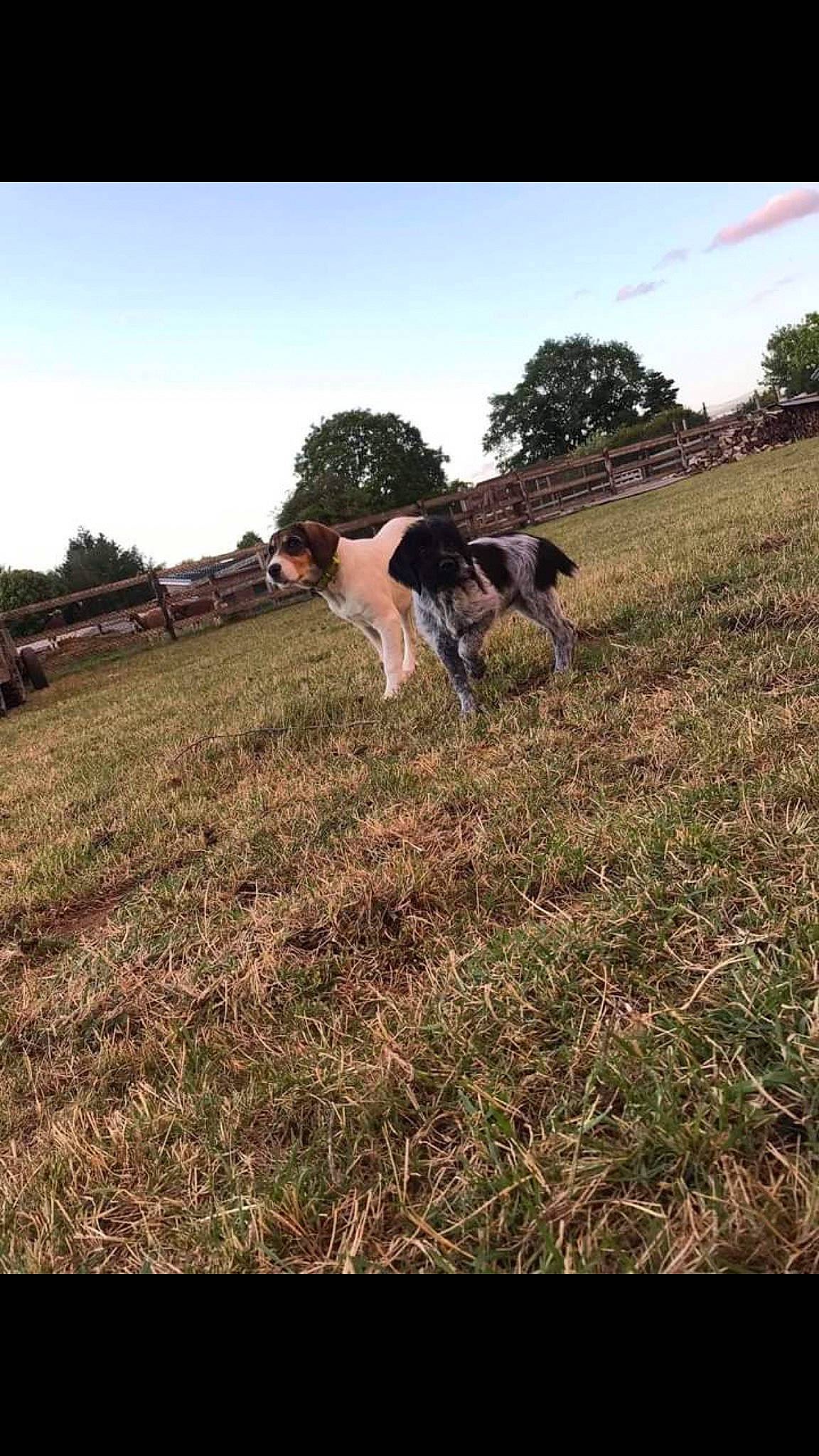 Cartouche participe au concours pour gagner de l'argent avec cette photo : canidae, carnivore, companion_dog, dog, dog_breed, farm, field, grass, grassland, herding_dog, hunting_dog, meadow, pasture, prairie, sporting_group, tail, terrestrial_animal, working_animal, working_dog