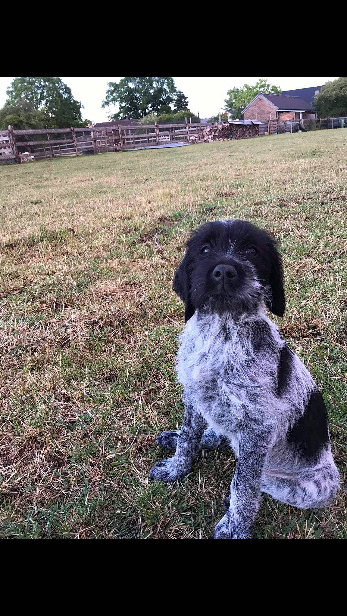 Cartouche a rejoint le concours — aidez-le/la à gagner de superbes lots ! canidae, carnivore, companion_dog, dog, dog_breed, field, fur, grass, land_lot, lawn, non_sporting_group, pasture, plain, puppy, snout, sporting_group, toy_dog, working_animal, working_dog, yard