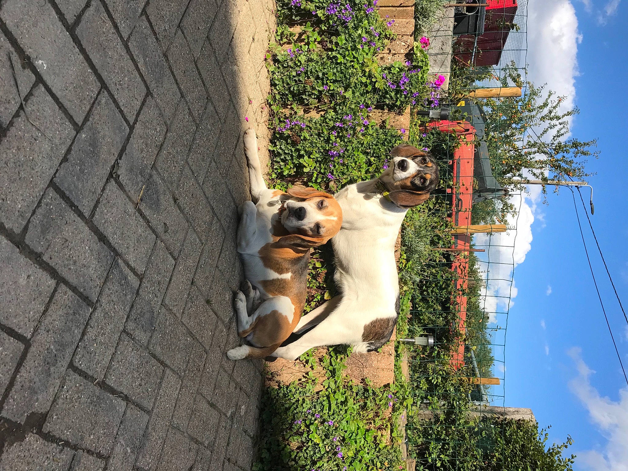 Gribouille a rejoint le concours — aidez-le/la à gagner de superbes lots ! brick, brickwork, canidae, carnivore, cobblestone, companion_dog, dog_breed, electrical_supply, flagstone, overhead_power_line, sporting_group, tail, wall, wire