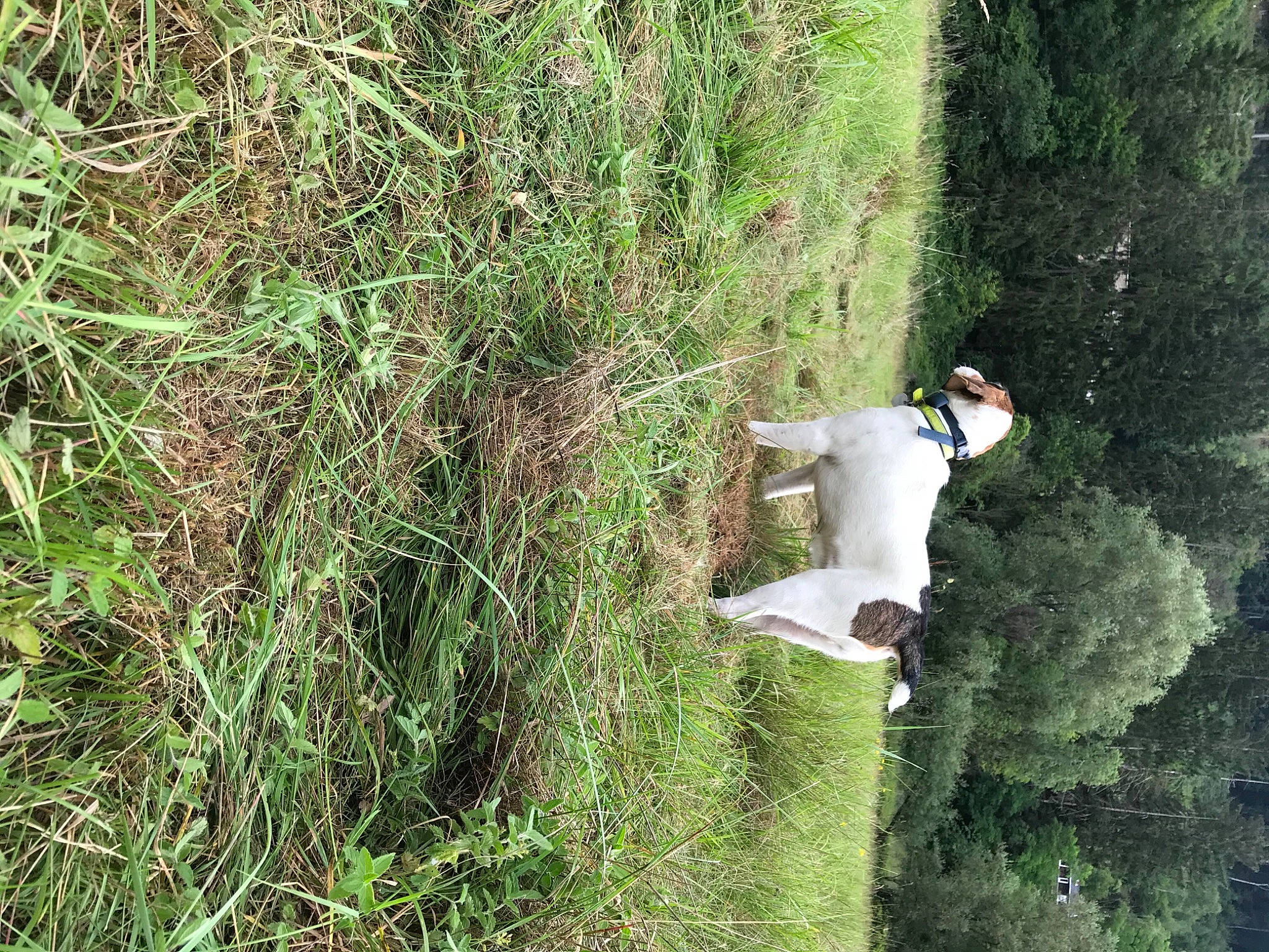 Gribouille a rejoint le concours — aidez-le/la à gagner de superbes lots ! bride, flowering_plant, grass, grass_family, grassland, groundcover, meadow, pasture, poales, sedge_family, shrub, shrubland, subshrub, wedding_dress