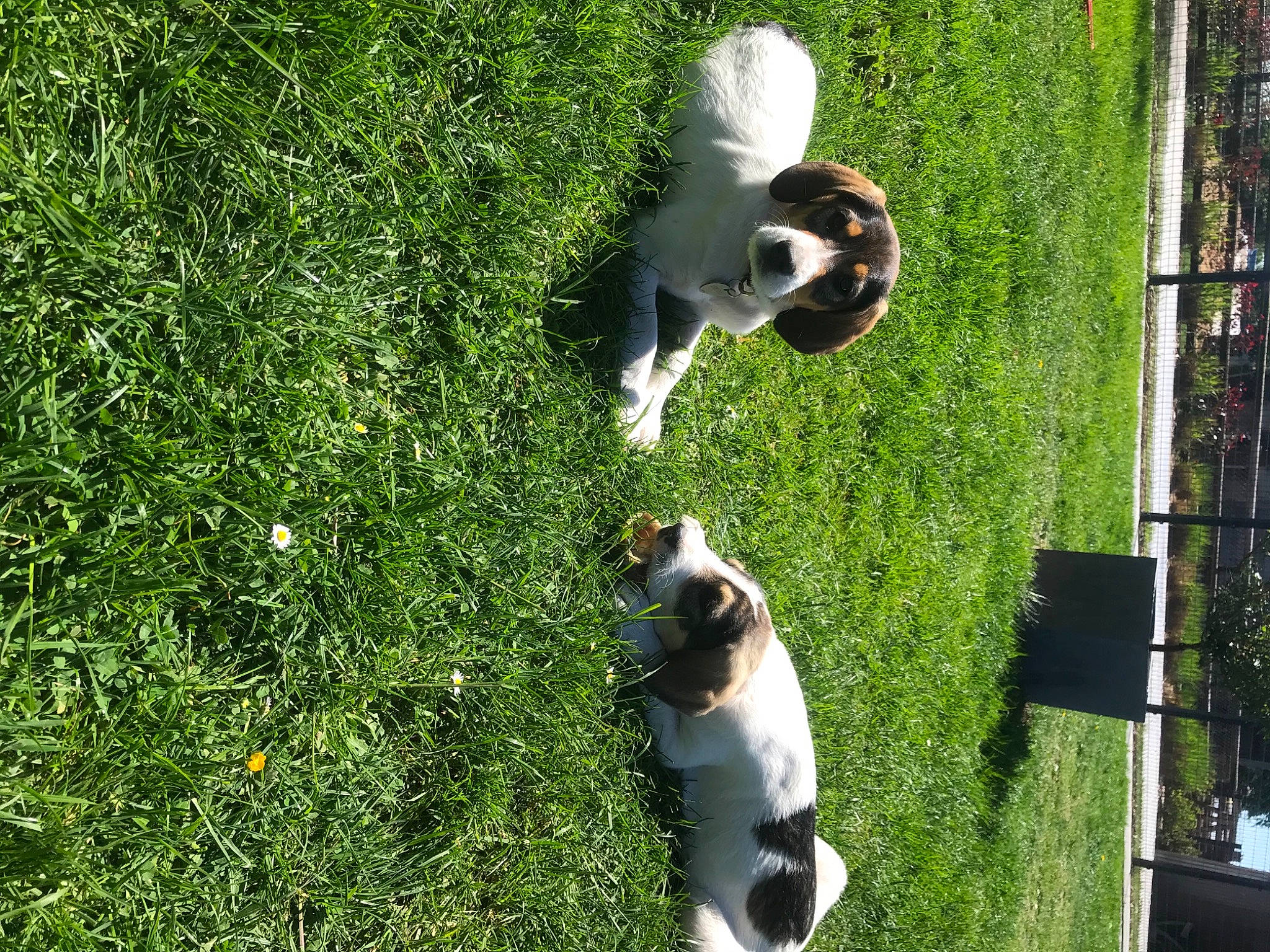 Gribouille a rejoint le concours — aidez-le/la à gagner de superbes lots ! canidae, carnivore, companion_dog, dog, dog_breed, grass, grass_family, lawn, meadow, snout, sporting_group, tail, vertebrate, working_animal, working_dog