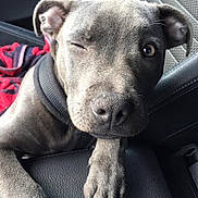 Largo a rejoint le concours — aidez-le/la à gagner de superbes lots ! accessories, animal, belt, bulldog, canine, cushion, dog, face, greatdane, head, homedecor, hound, husky, labradorretriever, person, pet, pitbull, puppy, sleeping, snout