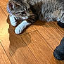 Pepperannabella joined the competition — help win amazing prizes! cat, tabby_cat, indoor, wooden_floor, pet, animal, curious, collar, white_paws, shadow, feline, domestic_cat, resting, looking, flooring, closeup, household, cozy, brown, black_object
