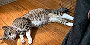 Pepperannabella is registered to the contest to win money with this photo: cat, tabby_cat, indoor, wooden_floor, necklace, pet, animal, relaxed, lying_down, furniture, trash_bin, metal_rack, collar, flooring, household, domestic, cute, mammal, whiskers, ears