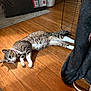 cat, tabby_cat, indoor, wooden_floor, necklace, pet, animal, relaxed, lying_down, furniture, trash_bin, metal_rack, collar, flooring, household, domestic, cute, mammal, whiskers, ears
