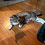 Pepperannabella joined the competition — help win amazing prizes! cat, tabby_cat, animal, pet, floor, wood_floor, collar, pink_collar, indoor, shadow, relaxing, laying_down, white_paws, fur, whiskers, ears, tail, domestic_cat, cute, home
