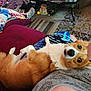 Scott joined the competition — help win amazing prizes! dog, corgi, pet, lap, person, blanket, carpet, indoor, relaxing, furniture, footwear, brown, white, fur, animal, cozy, resting, companion, home, casual