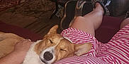 Scott is registered to the contest to win money with this photo: dog, sleeping, person, legs, striped_clothing, living_room, television, table, furniture, carpet, hand, slippers, relaxing, indoor, home, cozy, resting, casual, comfortable, pet