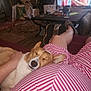 dog, sleeping, person, legs, striped_clothing, living_room, television, table, furniture, carpet, hand, slippers, relaxing, indoor, home, cozy, resting, casual, comfortable, pet