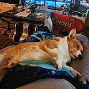 Scott is registered to the contest to win money with this photo: dog, corgi, pet, relaxed, sleeping, indoor, living_room, blanket, foot, table, reese's, candy_box, carpet, furniture, television, remote_control, cozy, home, pillow, massager