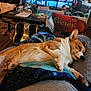 dog, corgi, pet, relaxed, sleeping, indoor, living_room, blanket, foot, table, reese's, candy_box, carpet, furniture, television, remote_control, cozy, home, pillow, massager