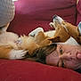 Scott is registered to the contest to win money with this photo: dog, person, couch, red_couch, lying_down, tongue_out, relaxed, indoor, pet, fur, snuggling, playful, brown_dog, white_fur, casual_clothing, head, face, paw, home, cozy