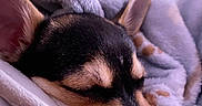 Savy a rejoint le concours — aidez-le/la à gagner de superbes lots ! animal, blanket, close_up, comfort, cozy, cute, dog, ears, fur, indoor, napping, paw, pet, puppy, relaxation, resting, sleeping, snuggle, soft, warm