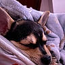 dog, puppy, sleeping, blanket, cozy, resting, ears, paw, fur, close_up, indoor, cute, pet, animal, soft, comfort, relaxation, napping, warm, snuggle