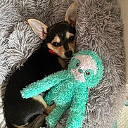 Savy a rejoint le concours — aidez-le/la à gagner de superbes lots ! animal, bed, blanket, collar, companion, cozy, cute, dog, ears, fluffy, fur, indoor, pet, puppy, resting, sleepy, sloth_toy, snuggling, stuffed_toy, toy