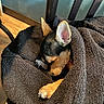Savy participe au concours pour gagner de l'argent avec cette photo : animal, black_towel, chair, cozy, cute, dog, ears, fur, indoor, napping, paw, pet, puppy, quiet, relaxing, resting, sleeping, small_dog, towel, wood_floor