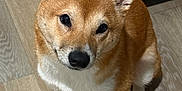 Gohan is registered to the contest to win money with this photo: dog, shiba_inu, pet, indoor, kitchen, wood_floor, food_bowl, slow_feeder, sitting, paws, fur, cute, portrait, looking_up, eyes, ears, nose, canine, close_up, domestic