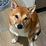 dog, shiba_inu, pet, indoor, kitchen, wood_floor, food_bowl, slow_feeder, sitting, paws, fur, cute, portrait, looking_up, eyes, ears, nose, canine, close_up, domestic