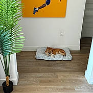 Gohan is registered to the contest to win money with this photo: dog, shiba_inu, pet, dog_bed, hardwood_floor, potted_plant, painting, artwork, wall, electrical_outlet, indoor, cozy, resting, home_interior, floor, paws, head, living_space, doorway, minimalist_decor