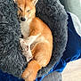 Gohan is registered to the contest to win money with this photo: dog, shiba_inu, puppy, sleeping, curled_up, fluffy_bed, gray_bed, blue_blanket, couch, indoor, nap, paws, tail, fur, cozy, relaxed, pet, domestic_animal, home, soft_texture