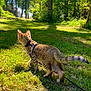 Tao a rejoint le concours — aidez-le/la à gagner de superbes lots ! cat, animal, outdoor, grass, tree, nature, sunlight, pet, leash, harness, feline, walking, greenery, daylight, forest, young_cat, exploring, tail, mammal, sunshine