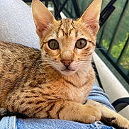 Tao a rejoint le concours — aidez-le/la à gagner de superbes lots ! cat, kitten, tabby, animal, pet, fur, whiskers, ears, eyes, face, closeup, lap, denim, clothing, human, outdoor, balcony, relaxing, curious, young