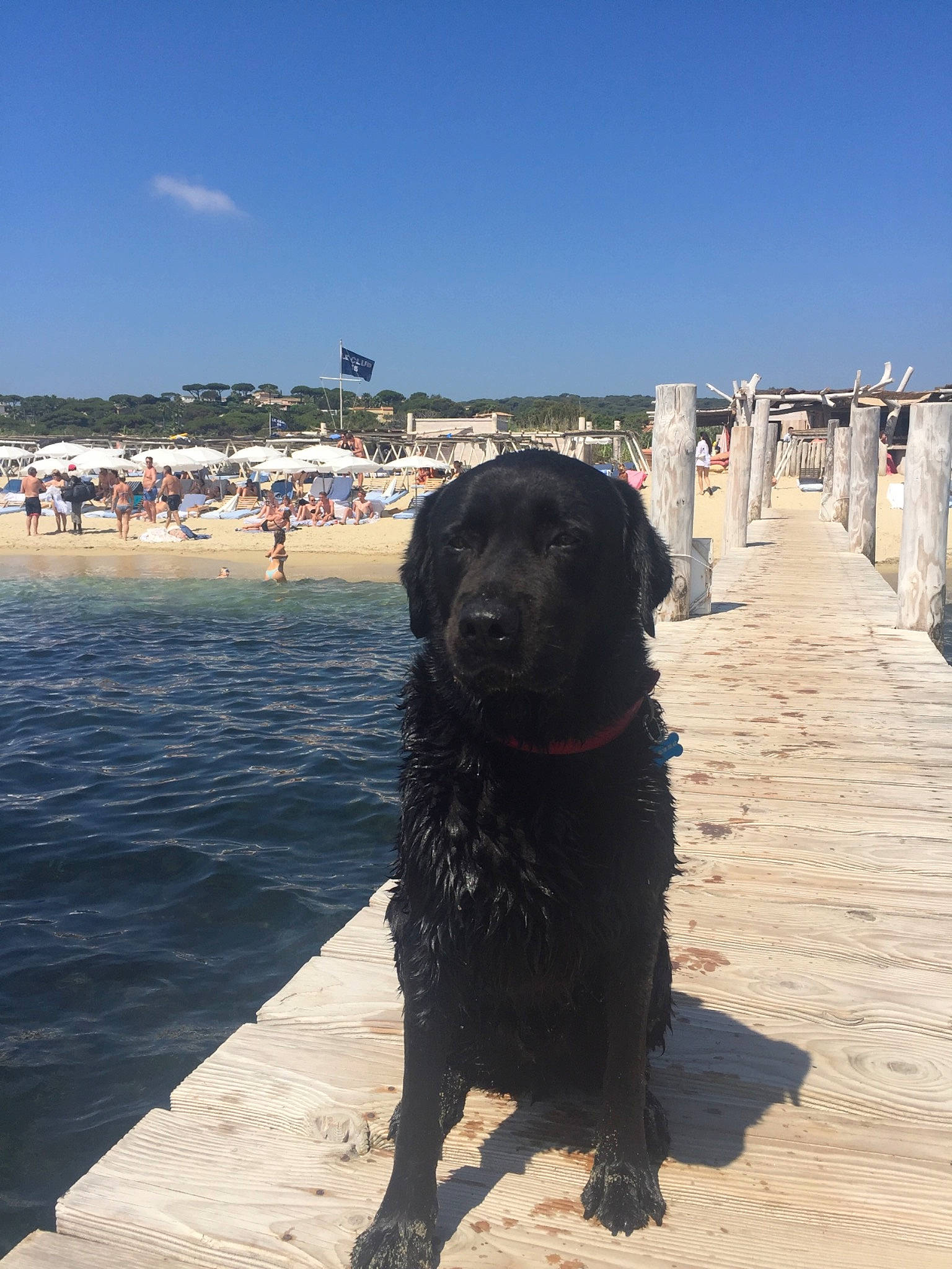 Hutch participe au concours pour gagner de l'argent avec cette photo : beach, borador, canidae, carnivore, coast, companion_dog, dog, dog_breed, gun_dog, holiday, labrador_retriever, people_on_beach, retriever, shore, snout, sporting_group, wind_wave, working_animal, working_dog