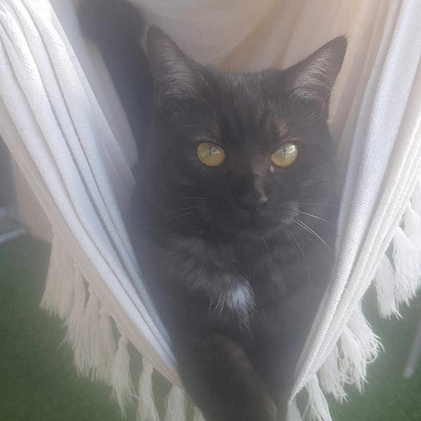 Myla
