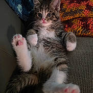 Mylyn joined the competition — help win amazing prizes! blanket, cat, couch, cozy, cute, fur, fur_pattern, indoor, kitten, knitted_blanket, paw, pet, pink_nose, pink_paw_pads, relaxed, resting, small_animal, tabby, whiskers, wide_eyes