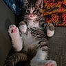 blanket, cat, couch, cozy, cute, fur, fur_pattern, indoor, kitten, knitted_blanket, paw, pet, pink_nose, pink_paw_pads, relaxed, resting, small_animal, tabby, whiskers, wide_eyes