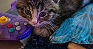 Mylyn joined the competition — help win amazing prizes! animal, blue, cat, closeup, curious, cute, domestic, fur, game_controller, indoor, kitten, knitting, mesh, pet, purple, resting, tabby, table, whiskers, young