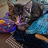 animal, blue, cat, closeup, curious, cute, domestic, fur, game_controller, indoor, kitten, knitting, mesh, pet, purple, resting, tabby, table, whiskers, young