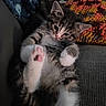 Mylyn joined the competition — help win amazing prizes! animal, cat, colorful, couch, cozy, cute, fluffy, fur, indoor, kitten, knitted_blanket, paw, pet, pink_paw, playful, relaxed, sleepy, soft, whiskers, young