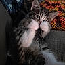 Mylyn joined the competition — help win amazing prizes! animal, blanket, cat, closeup, colorful, couch, cozy, cute, fur, indoor, kitten, knitted, paw, pet, playful, resting, sleepy, soft, whiskers, young