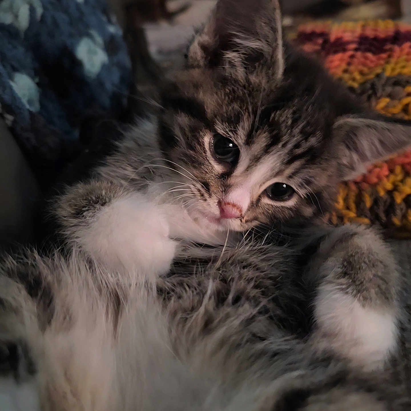Mylyn is registered to the contest to win money with this photo: animal, cat, closeup, cozy, crocheted_blanket, cute, domestic_animal, feline, fur, indoor, kitten, mammal, paw, pet, portrait, relaxed, sleepy, soft_focus, whiskers, young