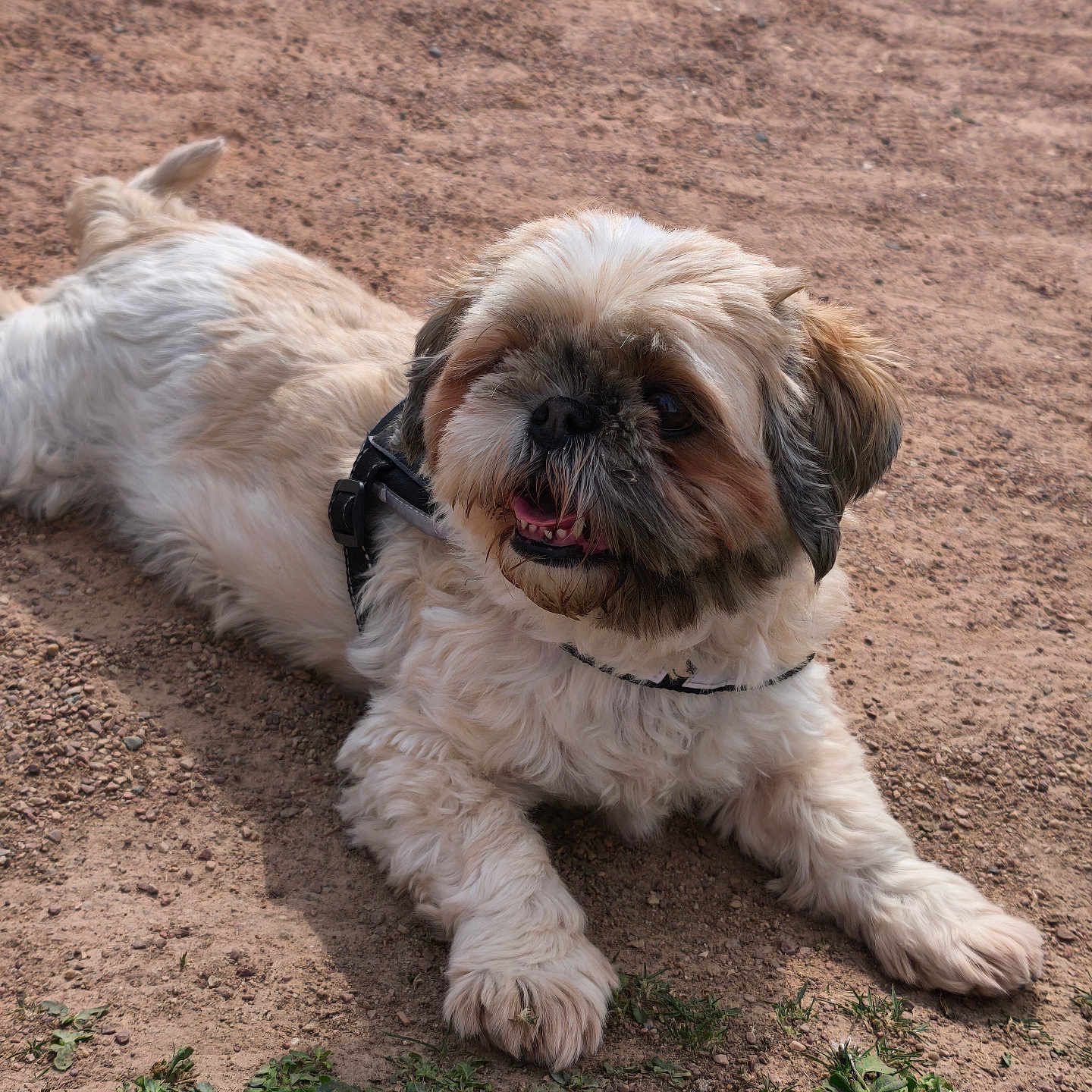 Ohana a rejoint le concours — aidez-le/la à gagner de superbes lots ! animal, canine, close_up, collar, cute, daylight, dirt, dog, flowers, fluffy, fur, grass, happy, lying_down, nature, outdoor, pet, playful, scruffy, small_dog